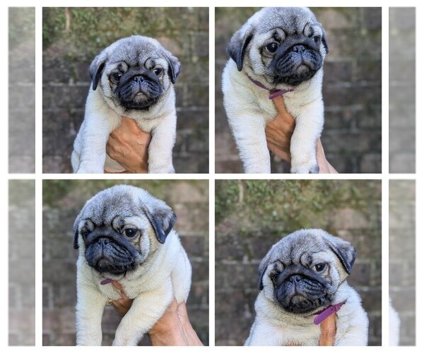 Medium Photo #1 Pug Puppy For Sale in GREENVILLE, SC, USA