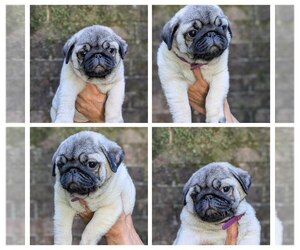 Medium Pug