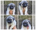 Puppy Bashful Pug