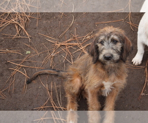 Irish Wolfhound-Poodle (Standard) Mix Puppy for sale in GREER, ID, USA