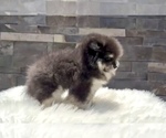 Small #8 Pomeranian