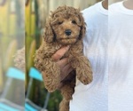 Small #4 Cavapoo