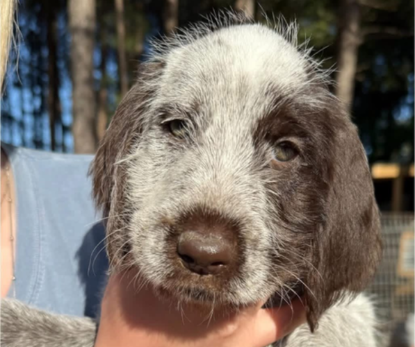 Medium Photo #4 German Wirehaired Pointer Puppy For Sale in LONGS, SC, USA