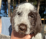 Puppy Puppy 3 German Wirehaired Pointer