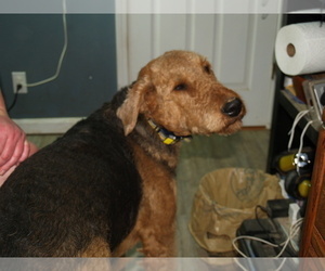 Father of the Airedale Terrier puppies born on 01/22/2026