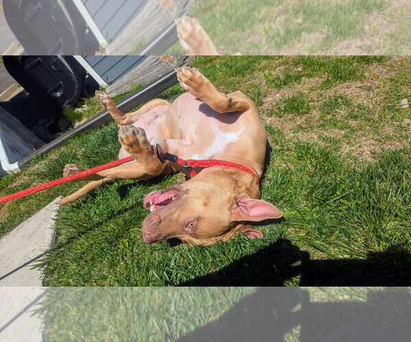 Medium Photo #4 Carolina Dog-Pharaoh Hound Mix Puppy For Sale in Rockaway, NJ, USA