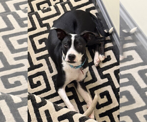 Medium Photo #1 Boston Terrier-Unknown Mix Puppy For Sale in Springdale, PA, USA