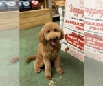 Small Photo #1 Goldendoodle Puppy For Sale in DANIA, FL, USA