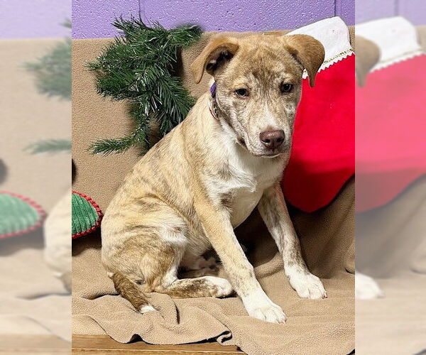 Medium Photo #2 Mutt Puppy For Sale in Genesee, WI, USA