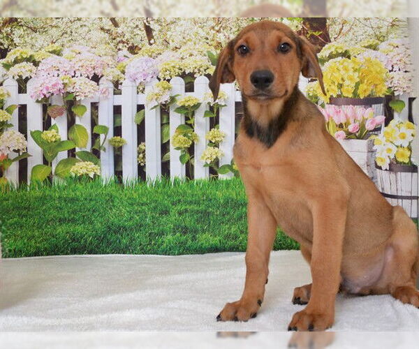 Medium Photo #2 Labrador Retriever-Unknown Mix Puppy For Sale in Oroville, CA, USA