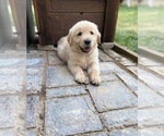 Small Photo #1 Golden Retriever Puppy For Sale in CLOVERDALE, CA, USA