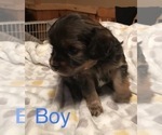 Small Photo #8 Cavalier King Charles Spaniel-Scorkie Mix Puppy For Sale in ITHACA, NY, USA