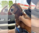 Small #1 Basset Hound