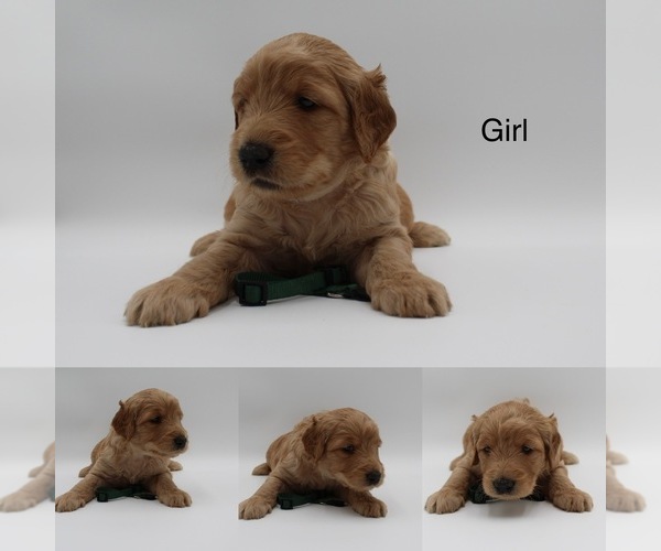 Full screen Photo #9 Goldendoodle Puppy For Sale in SACRAMENTO, CA, USA