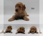 Small Photo #9 Goldendoodle Puppy For Sale in SACRAMENTO, CA, USA