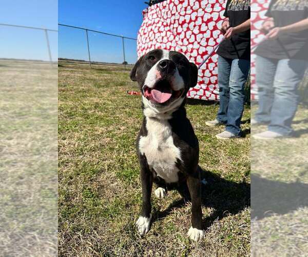 Medium Photo #8 Mutt Puppy For Sale in Abbeville, LA, USA