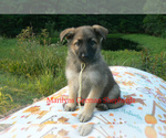 Small #2 German Shepherd Dog