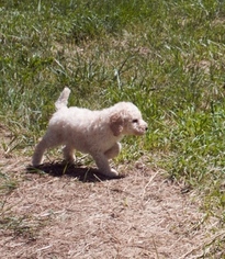 Poodle (Standard) Puppy for sale in PARKER, CO, USA