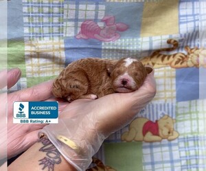 Poodle (Toy) Puppy for sale in WINNSBORO, LA, USA