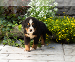 Small #3 Bernese Mountain Dog