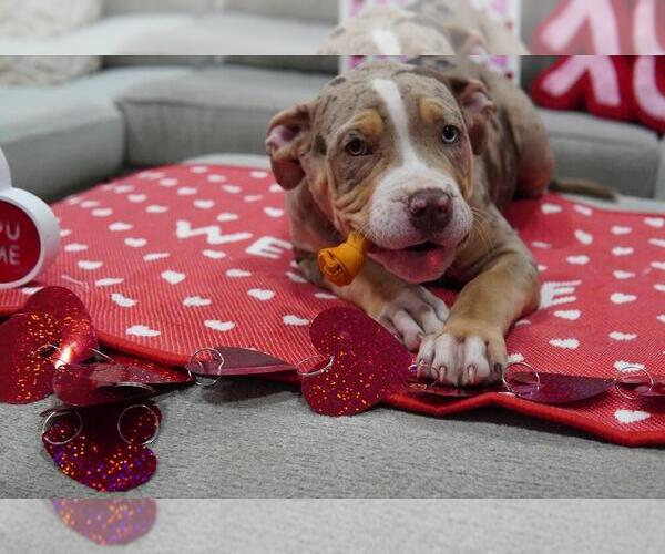 Medium Photo #9 American Bully Puppy For Sale in BROCKTON, MA, USA