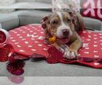 Small Photo #9 American Bully Puppy For Sale in BROCKTON, MA, USA