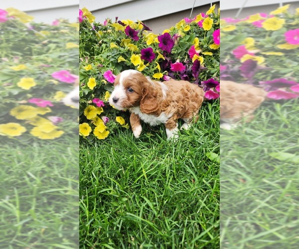 Medium Photo #13 Cavapoo (Toy) Puppy For Sale in GREENWOOD, WI, USA
