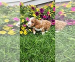 Small Photo #13 Cavapoo (Toy) Puppy For Sale in GREENWOOD, WI, USA