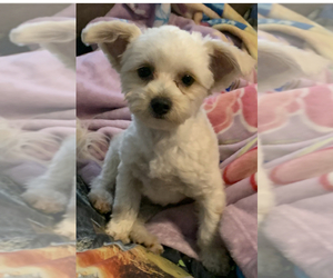 Father of the Yorkshire Terrier puppies born on 03/06/2026