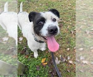 Basset Hound-Unknown Mix Dogs for adoption in Tallahassee, FL, USA