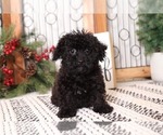 Small Photo #2 YorkiePoo Puppy For Sale in NAPLES, FL, USA