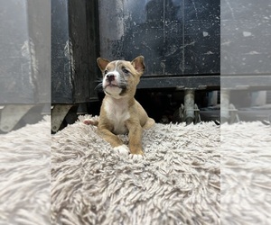 American Bully-Australian Cattle Dog Mix Puppy for sale in FOUNTAIN CITY, IN, USA