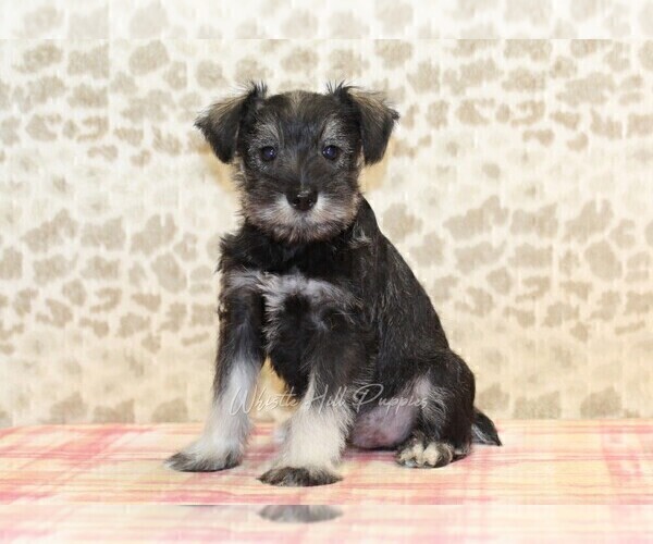 Medium Photo #1 Schnauzer (Miniature) Puppy For Sale in DENVER, PA, USA