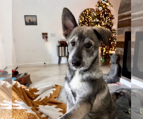 Medium Photo #6 Siberian Husky-Unknown Mix Puppy For Sale in San Juan Capistrano, CA, USA