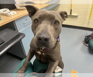 American Pit Bull Terrier Dogs for adoption in Denver, CO, USA