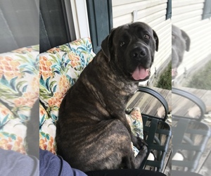 Cane Corso Puppy for sale in CRAWFORDSVILLE, IN, USA