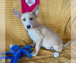 Small #1 Labrador Retriever Mix