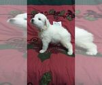 Small Photo #1 Great Pyrenees Puppy For Sale in ALTAVISTA, VA, USA