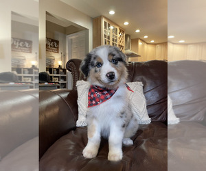 Australian Shepherd Puppy for sale in LA RUE, OH, USA