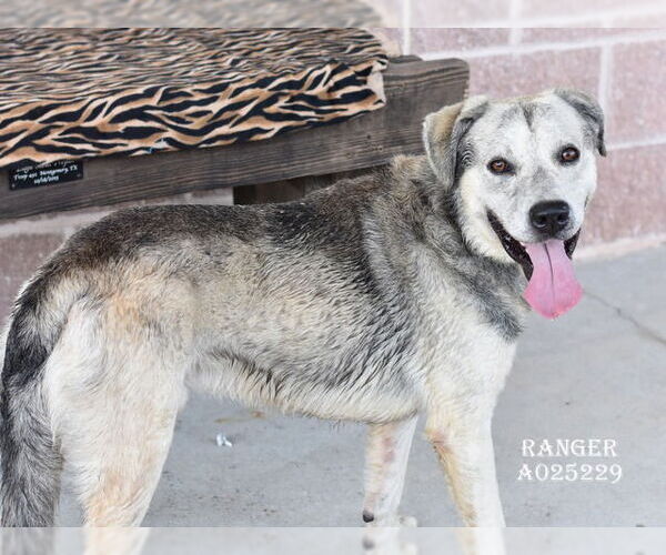 Medium Photo #2 Labsky Puppy For Sale in The Woodlands, TX, USA