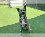 Small Akita Mix