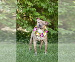 Small #1 Mutt