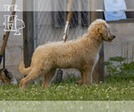 Small #8 Golden Pyrenees-Poodle (Standard) Mix