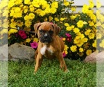Small Photo #4 Boxer Puppy For Sale in NAPPANEE, IN, USA