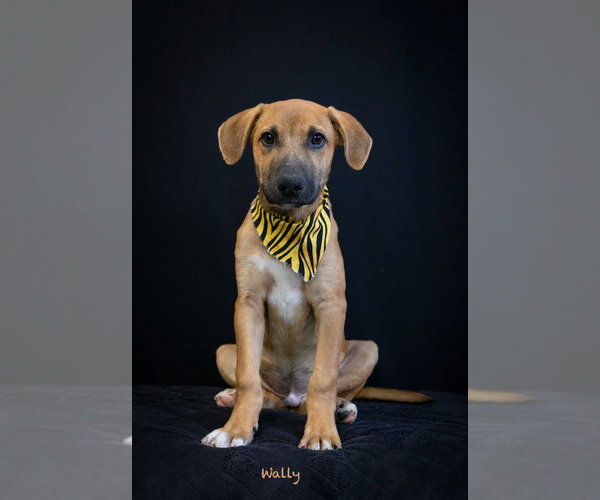 Medium Photo #3 Mutt Puppy For Sale in Hot Springs Village, AR, USA