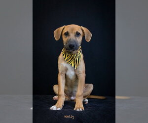 Wally - Male Mutt Dog for Adoption - Photo #3
