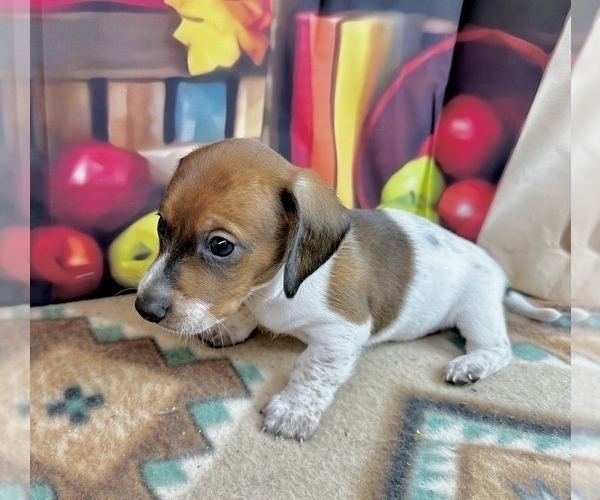 Medium Photo #6 Dachshund Puppy For Sale in CASSVILLE, MO, USA