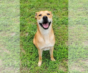 Mutt Dogs for adoption in Redfield, AR, USA