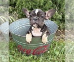 Small #3 French Bulldog