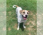 Small #25 Mutt
